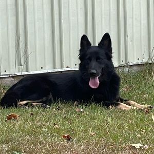 Meet your Posher, Joy rae